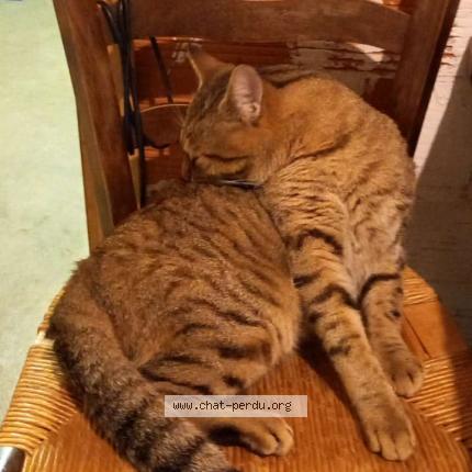 Photo 1/1 Chat retrouvé Perdu à Besne