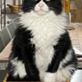 Photo de chat perdu à Besse Sur Issole