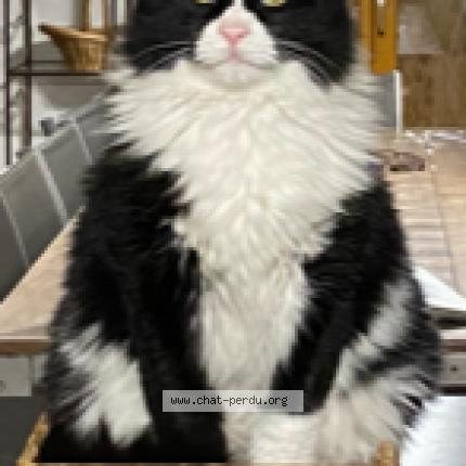 Photo 1/1 Chat retrouvé Perdu à Besse sur issole