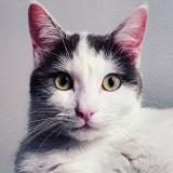 Photo de chat perdu à Rennes