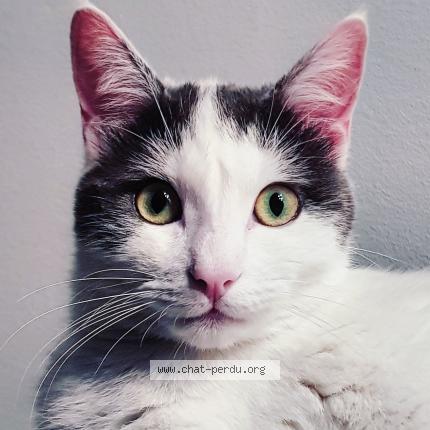 Photo 1/1 Chat retrouvé Perdu à Rennes