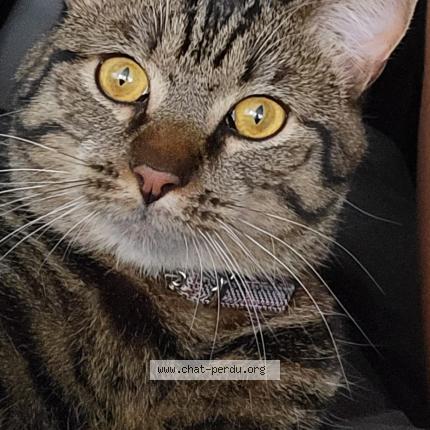 Photo 1/1 Chat retrouvé Perdu à Chilly mazarin