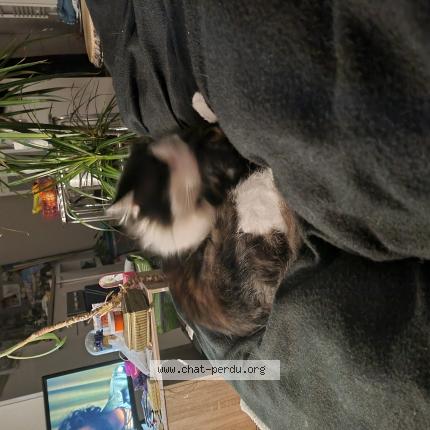 Photo 1/1 Chat retrouvé Perdu à Aiguilhe