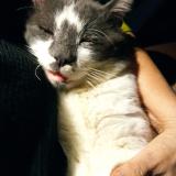 Photo de chat perdu à Arcueil