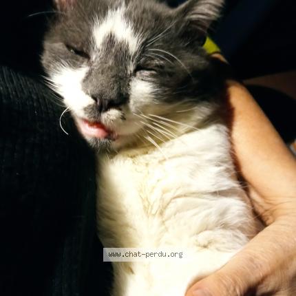 Photo 1/1 Chat retrouvé Perdu à Arcueil