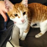 Photo de chat trouvé à Trappes