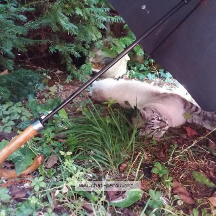 Photo de chat perdu à Saint Meard De Dronne