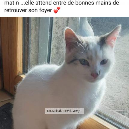 Photo 1/1 Chat retrouvé Trouvé à Nivillac
