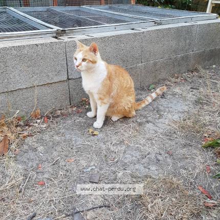 Photo 1/1 Bobby Chat perdu à Orange