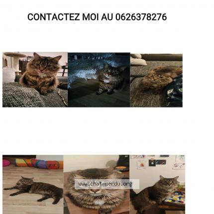 Photo 1/1 Chat retrouvé Perdu à Chartres
