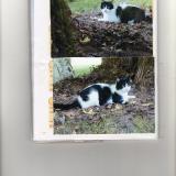 Photo de chat perdu à Mazerolles