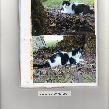 Photo 1/1 Chat retrouvé Perdu à Mazerolles