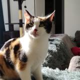 Photo de chat perdu à Tours