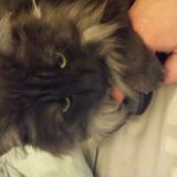 Photo de chat perdu à Fontenay Aux Roses