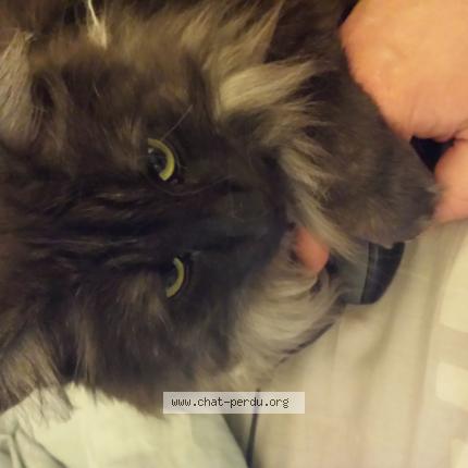 Photo 1/1 Chat retrouvé Perdu à Fontenay aux roses