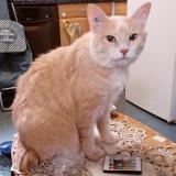 Photo de chat perdu à Le Boullay Mivoye