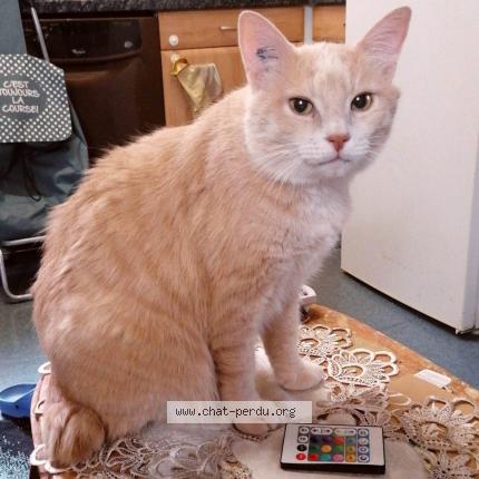 Photo 1/1 Chat retrouvé Perdu à Le boullay mivoye