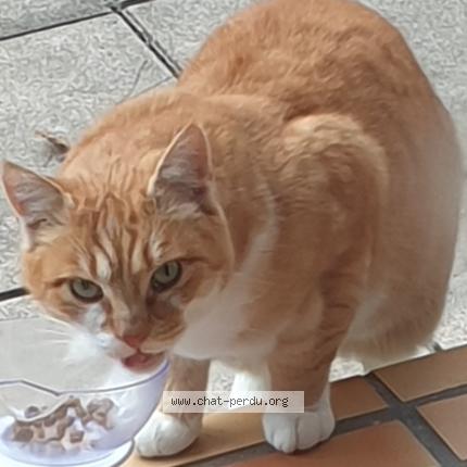 Photo 1/1 Chat retrouvé Trouvé à Le touvet