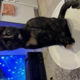 Photo de chat perdu à Lyon