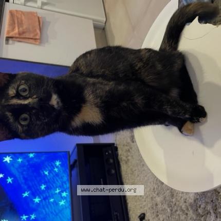 Photo 1/1 Chat retrouvé Perdu à Lyon