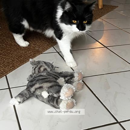 Photo 1/1 Chat retrouvé Perdu à Orgeres