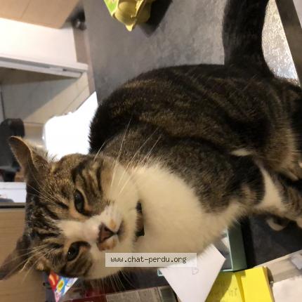 Photo de chat trouvé à Chanteloup En Brie