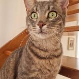 Photo de chat perdu à Nort Sur Erdre