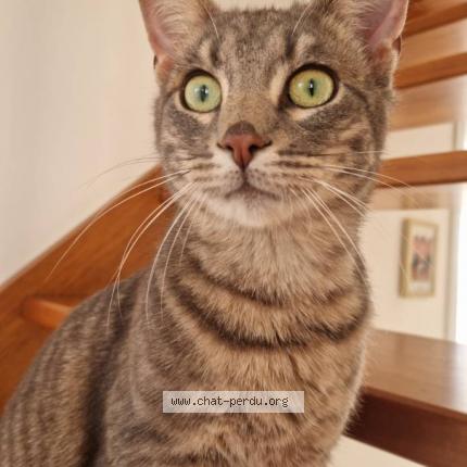 Photo de chat perdu à Nort Sur Erdre