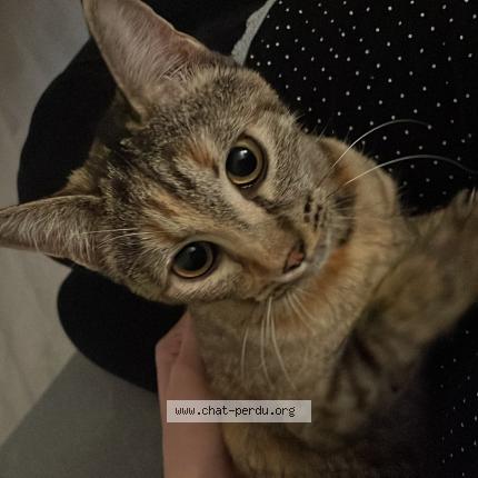 Photo de chat perdu à Nice