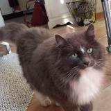 Photo de chat perdu à Locqueltas