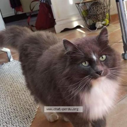 Photo 1/1 Chat retrouvé Perdu à Locqueltas