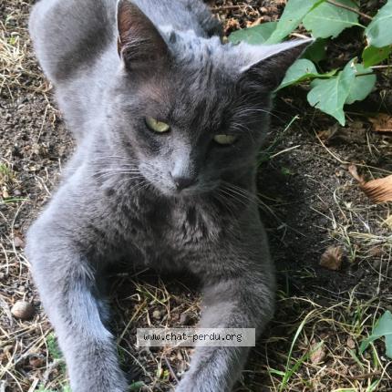 Photo 1/1 Chat retrouvé Perdu à Pont salomon