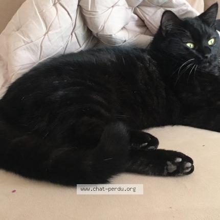 Photo 1/1 Chat retrouvé Perdu à Blois