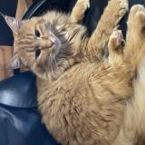 Photo de chat perdu à Branges