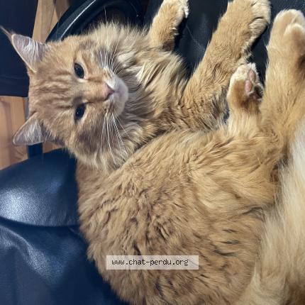 Photo 1/1 Chat retrouvé Perdu à Branges