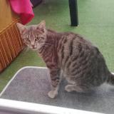 Photo de chat trouvé à Grandchamp