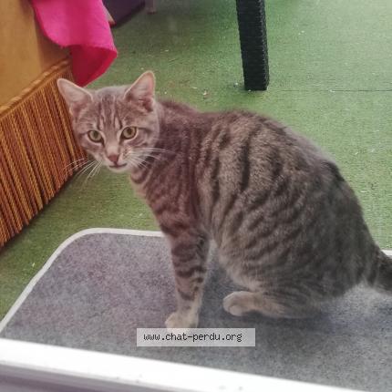 Photo 1/1 Chat retrouvé Trouvé à Grandchamp