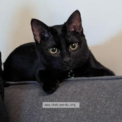 Photo de chat perdu à Franconville