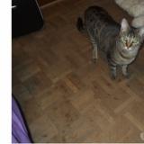 Photo de chat perdu à Toulouse