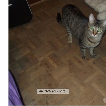 Photo de chat perdu à Toulouse