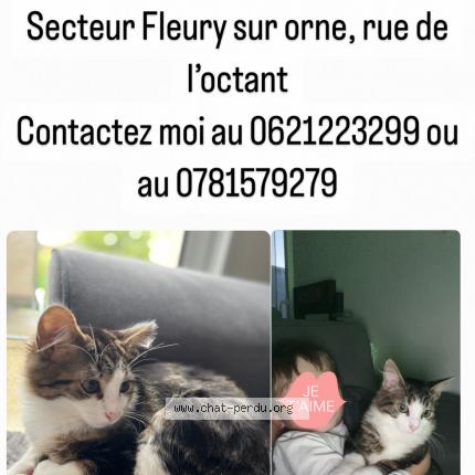 Photo 1/1 Chat retrouvé Perdu à Fleury sur orne