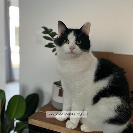 Photo 1/1 Chat retrouvé Perdu à Houplin ancoisne