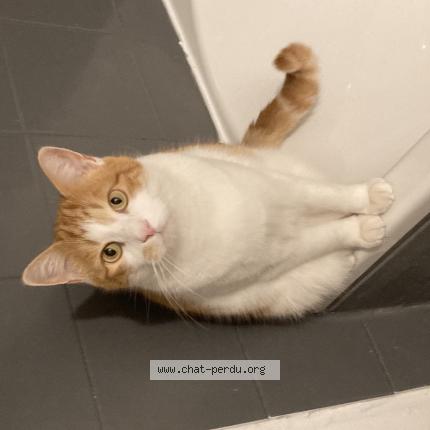 Photo de chat perdu à Aureilhan