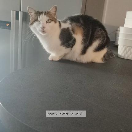 Photo de chat perdu à Marseille