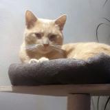 Photo de chat perdu à Sommieres