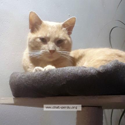 Photo 1/1 Chat retrouvé Perdu à Sommieres