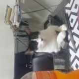 Photo de chat perdu à Raddon Et Chapendu