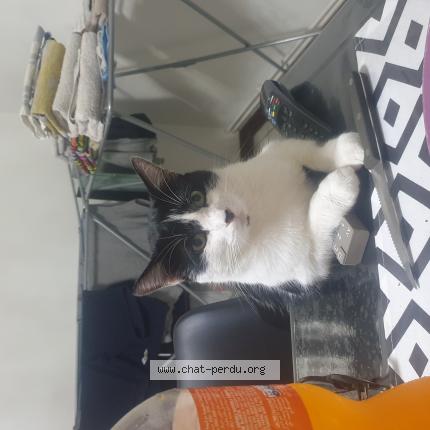 Photo 1/1 Chat retrouvé Perdu à Raddon et chapendu