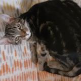 Photo de chat perdu à Haguenau