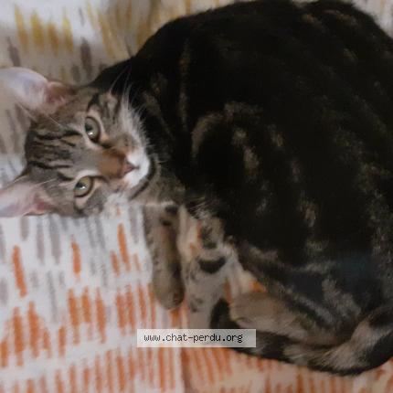 Photo 1/1 Chat retrouvé Perdu à Haguenau